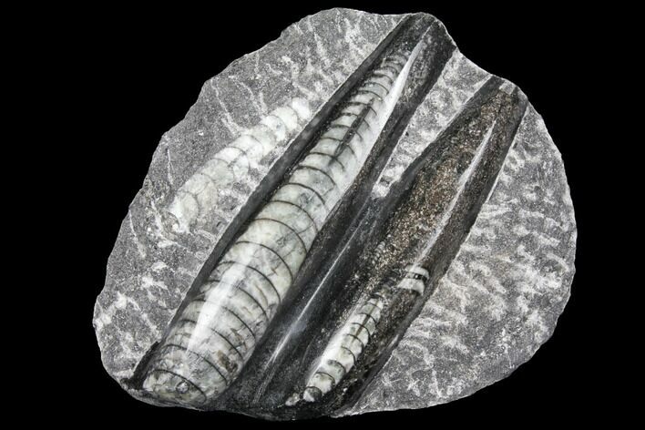Polished Orthoceras (Cephalopod) Fossils - Morocco #96636
